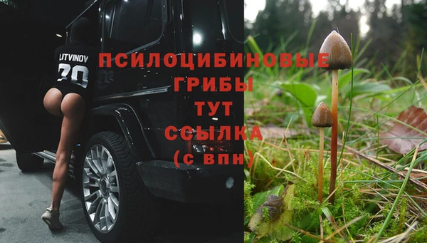 прущие грибы Арсеньев